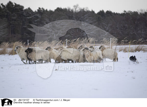 Drenthe heather sheep in winter / JM-19157