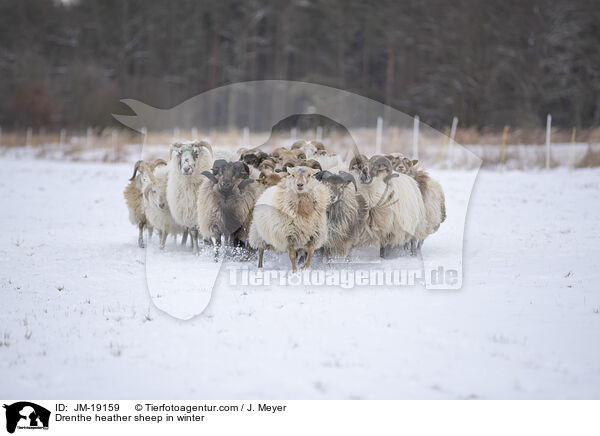 Drenthe Heideschafe im Winter / Drenthe heather sheep in winter / JM-19159