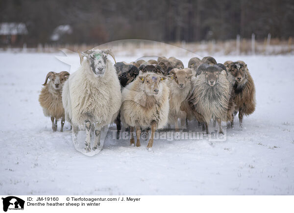 Drenthe heather sheep in winter / JM-19160