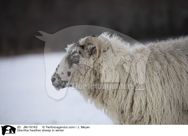 Drenthe Heideschaf im Winter / Drenthe heather sheep in winter / JM-19162