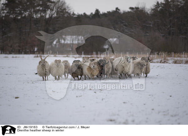 Drenthe Heideschafe im Winter / Drenthe heather sheep in winter / JM-19163
