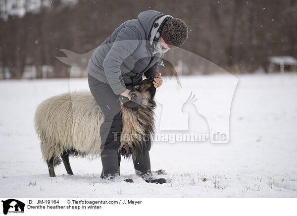 Drenthe heather sheep in winter / JM-19164