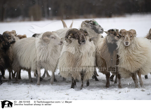 Drenthe heather sheep in winter / JM-19165