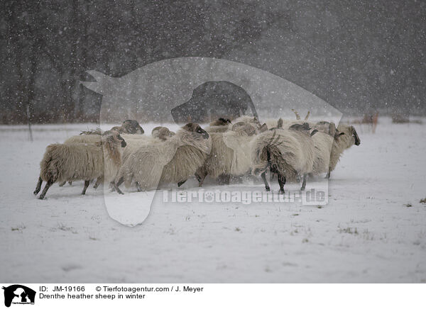 Drenthe heather sheep in winter / JM-19166