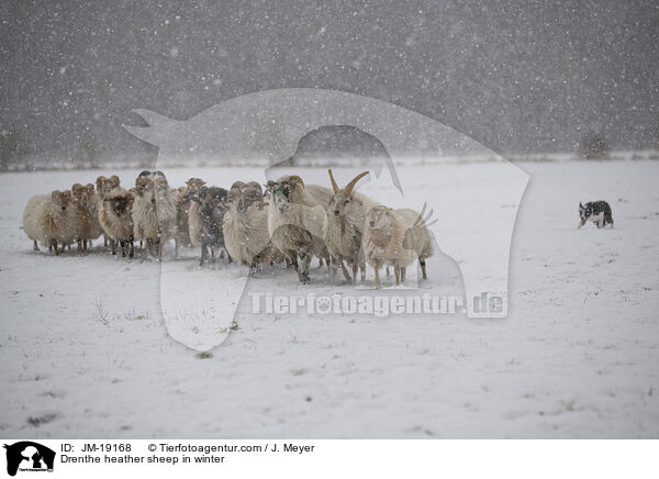Drenthe heather sheep in winter / JM-19168