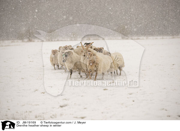 Drenthe Heideschafe im Winter / Drenthe heather sheep in winter / JM-19169