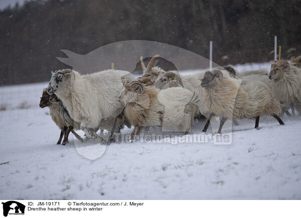 Drenthe heather sheep in winter / JM-19171