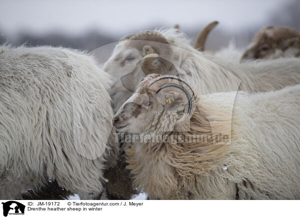 Drenthe Heideschafe im Winter / Drenthe heather sheep in winter / JM-19172