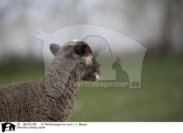 Drenthe Heideschaf Lamm / Drenthe sheep lamb / JM-20158