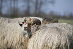 Drenthe sheeps