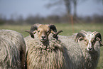 Drenthe sheeps