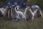 Drenthe Sheeps