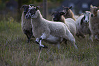 Drenthe Sheeps