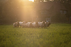 Drenthe sheeps