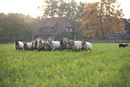 Drenthe sheeps