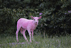 Drenthe sheep lamb