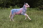 Drenthe sheep lamb