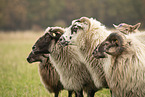 Drents sheeps
