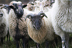 Drents sheeps