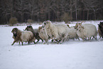 Drenthe heather sheep in winter