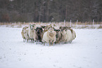 Drenthe heather sheep in winter