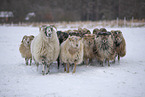 Drenthe heather sheep in winter