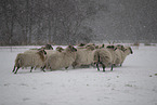 Drenthe heather sheep in winter