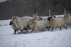 Drenthe heather sheep in winter