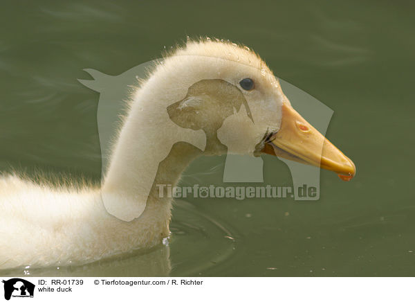 weie Ente / white duck / RR-01739