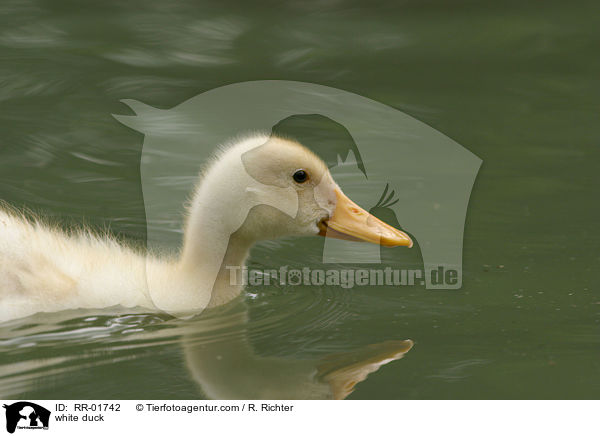 weie Ente / white duck / RR-01742