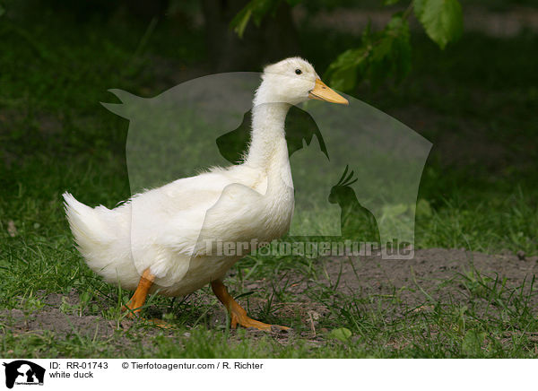 weie Ente / white duck / RR-01743