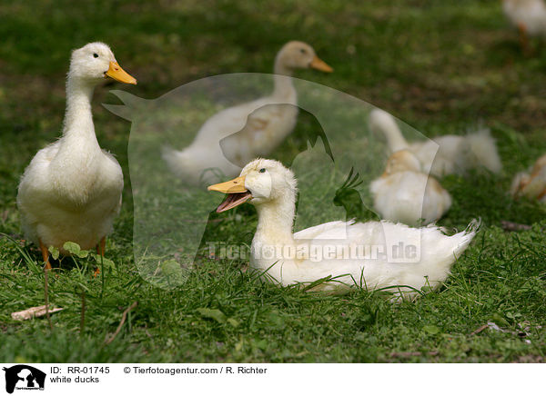 white ducks / RR-01745