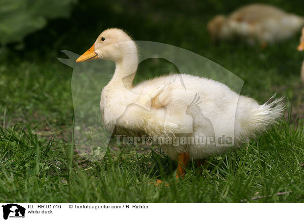 white duck / RR-01746
