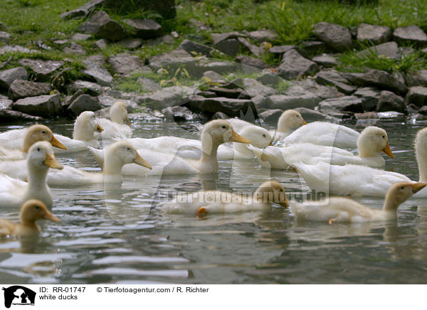 weie Enten / white ducks / RR-01747