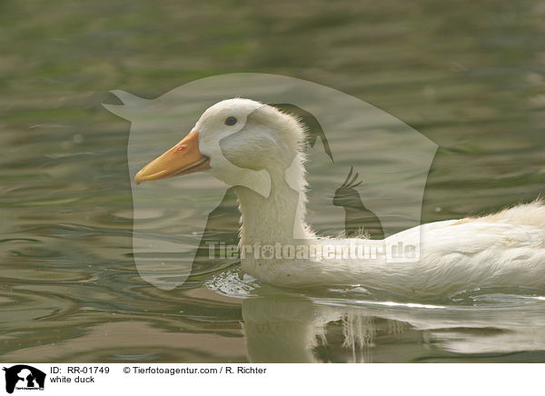 weie Ente / white duck / RR-01749