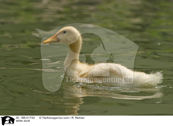 weie Ente / white duck / RR-01750