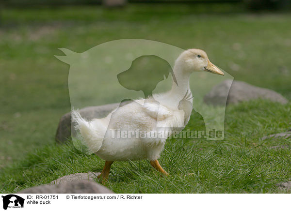 white duck / RR-01751