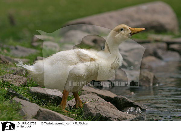 weie Ente / white duck / RR-01752