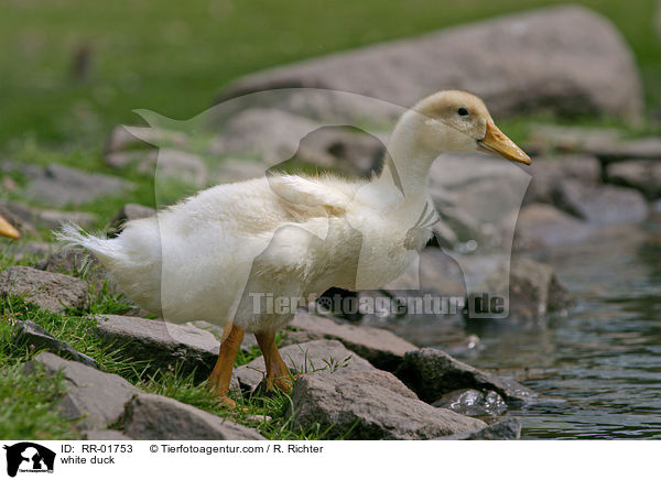 weie Ente / white duck / RR-01753