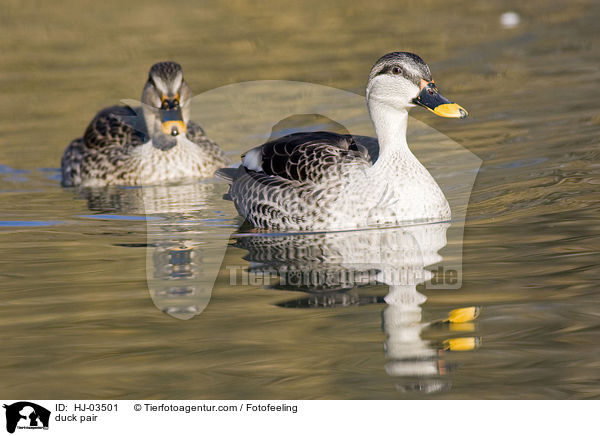 Entenpaar / duck pair / HJ-03501