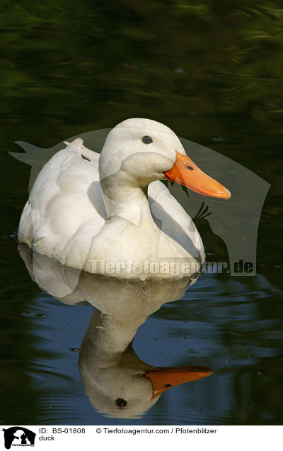 Ente / duck / BS-01808