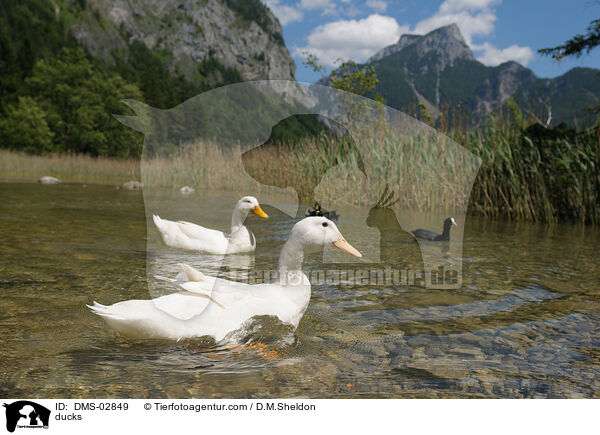 ducks / DMS-02849