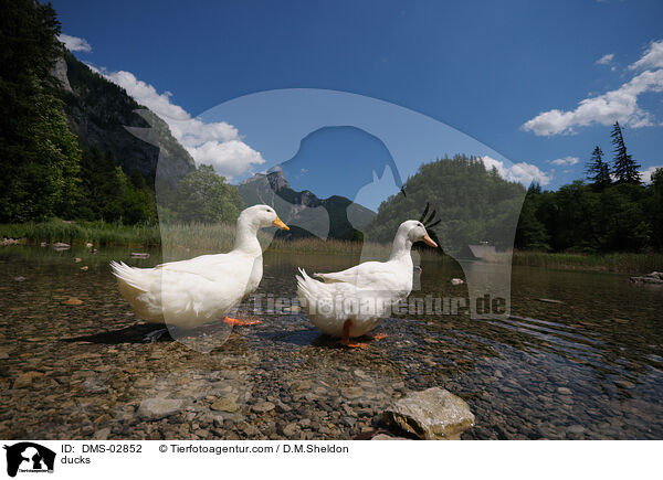 ducks / DMS-02852