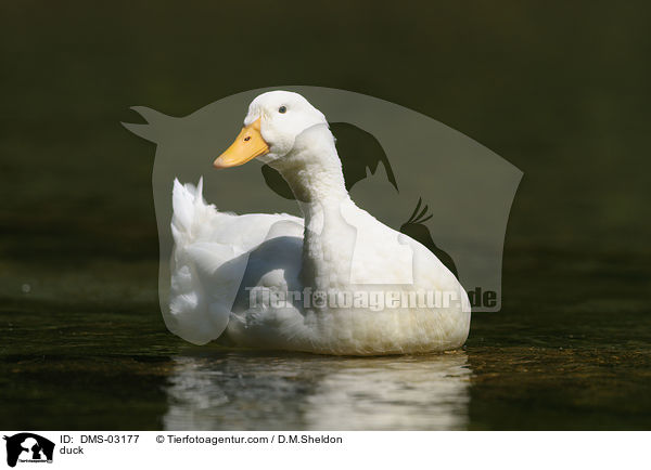 Ente / duck / DMS-03177