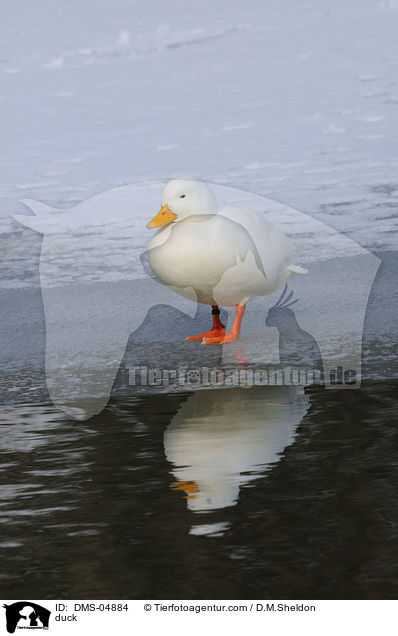 duck / DMS-04884