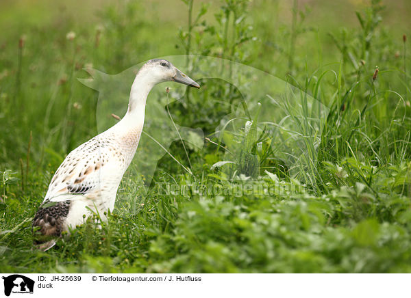 Ente / duck / JH-25639