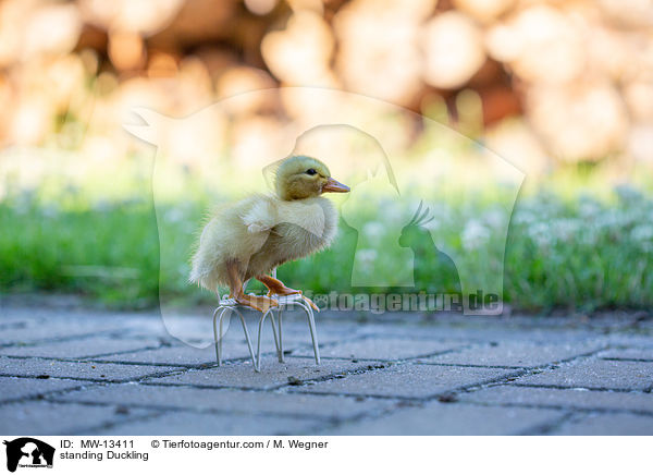 stehendes Entenkken / standing Duckling / MW-13411