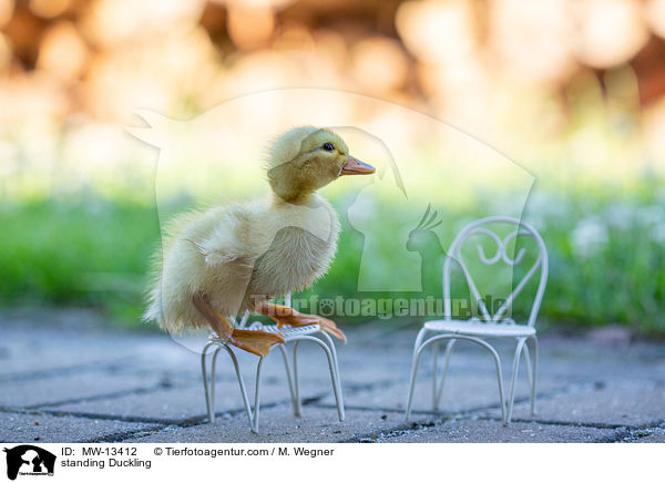 standing Duckling / MW-13412