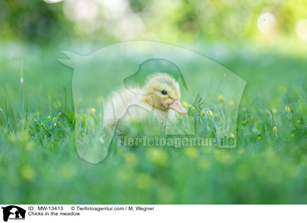 Chicks in the meadow / MW-13413