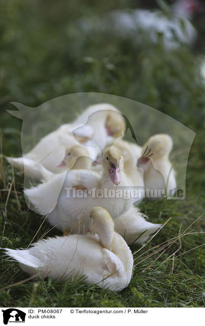 Entenkken / duck chicks / PM-08067